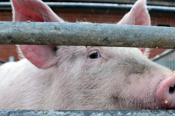 Über 500 Schweine erstickten qualvoll in einer Mastanlage, weil die Belüftung ausfiel. (Symbolbild)