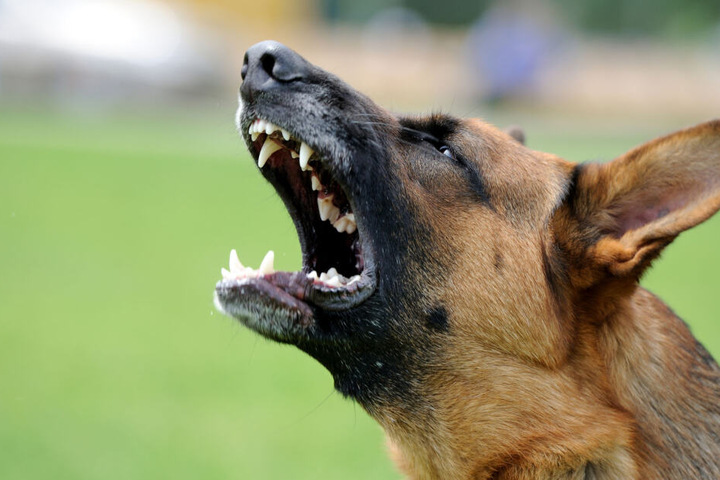 Am Ende musste der Mann den Hund ertränken. (Symbolbild)