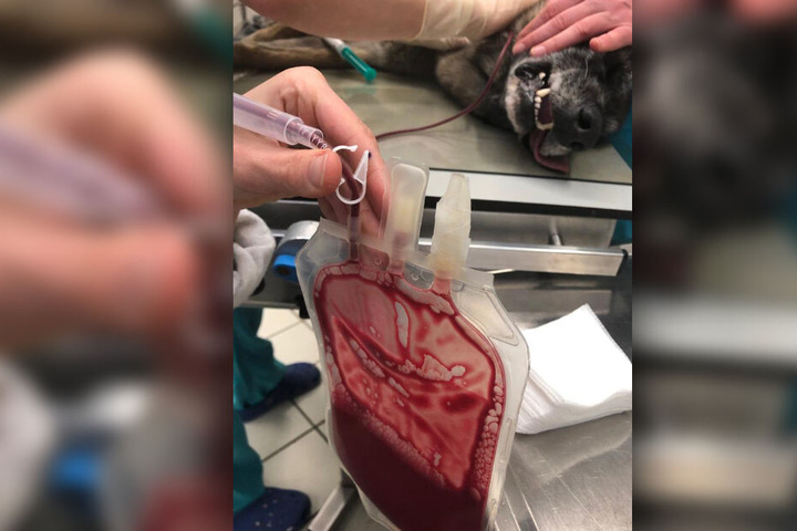 Polizeihund Ivo bekommt während einer Operation eine Bluttransfusion.