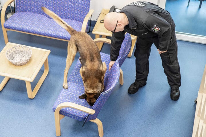 "Herr Rossi" im Einsatz: Die nordrhein-westfälische Polizei hat jetzt fünf Diensthunde in ihrer Staffel, die auch Handys und Datenspeicher erschnüffeln können.