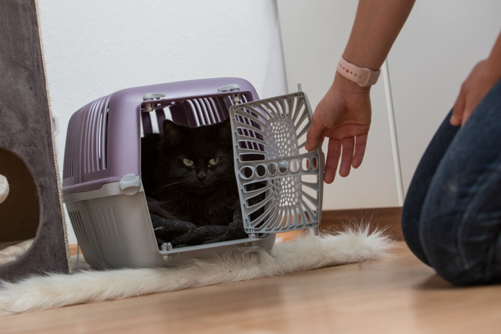 Die Katzen mussten nach der Diesel-Attacke in ein Tierheim umziehen. (Symbolbild)