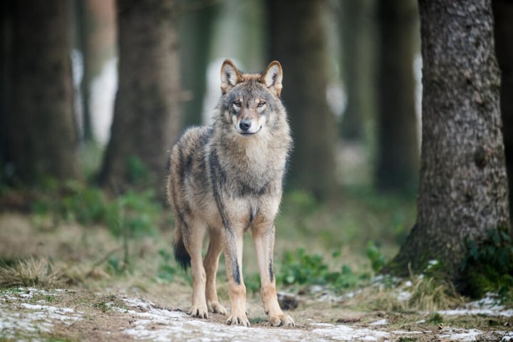 Ende Januar waren bereits zwei Wölfe aus dem Wildpark entkommen (Symbolbild).