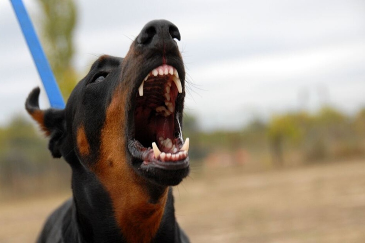 Der Hund wurde der Tiersammelstelle übergeben. (Symbolbild)