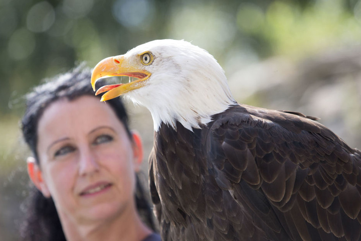 Löbels Freundin Antje Uhlig mit einem Weißkopf-Seeadler. Sie hilft bei den Shows.