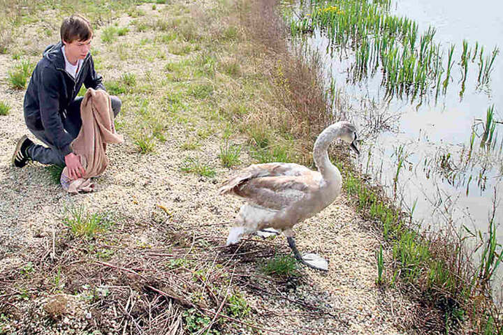 Mitarbeiter Fabian Kühnel (18) entlässt Höckerschwan Paula (2): Frau Schwan
war seit Dezember Stationsgast.