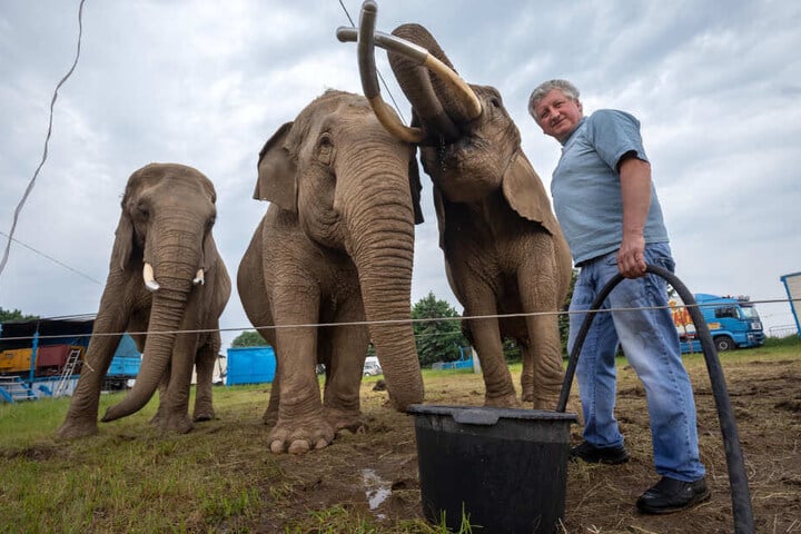 Zirkusdirektor Hardy Weisheit (52) und seine drei Elefanten Moja, Gandhi und Tonga.