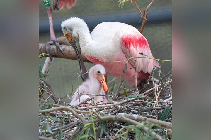 Bei den Rosa Löfflern haben die Eltern viel Arbeit, den hungrigen Nachwuchs satt zu bekommen.