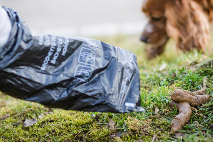 Ein Herrchen sammelt Hundekot mit einer Tüte auf. (Symbolbild)