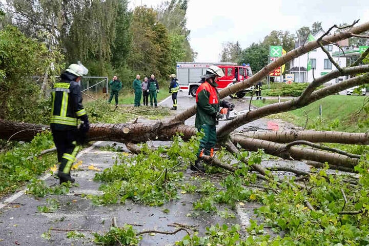 Feuerwehrleute beseitigen umgestürzte Bäume auf der L104 im Landkreis Börde in Sachsen-Anhalt. Gleich drei Bäume stürzten nacheinander auf die Fahrbahn. Ein weiterer Baum drohte zu entwurzeln und musste gefällt werden. Es wurde niemand verletzt.