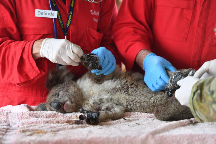 Wegen der verheerenden Buschfeuer in Australien sind nach jüngsten Expertenschätzungen mindestens eine Milliarde Tiere ums Leben gekommen. (Archivbild)