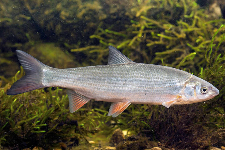 Ein Fisch namens Nase schwimmt inzwischen in Schwärmen durch die Elbe