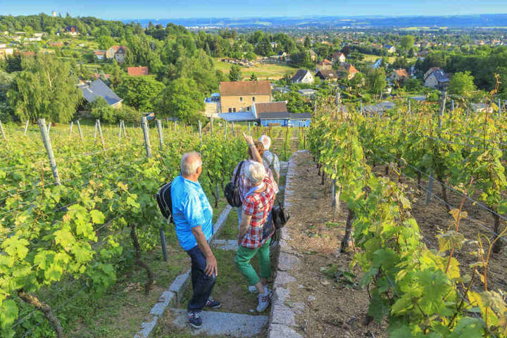 Das Elbland konnte vor allem mit schönen Weinbergen (wie hier in Weinböhla) bei den Touris punkten.