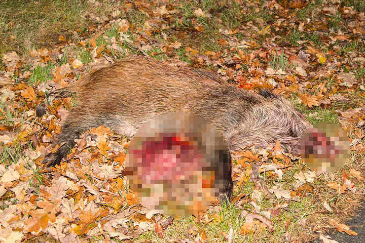 Der Fahrer konnte dem Wildschwein nicht mehr ausweichen und erfasste es.