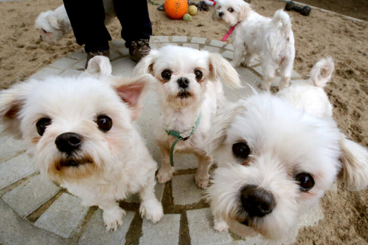 Wie viele Hunde sich genau auf dem Grundstück befanden, war zunächst unklar. (Symbolbild)
