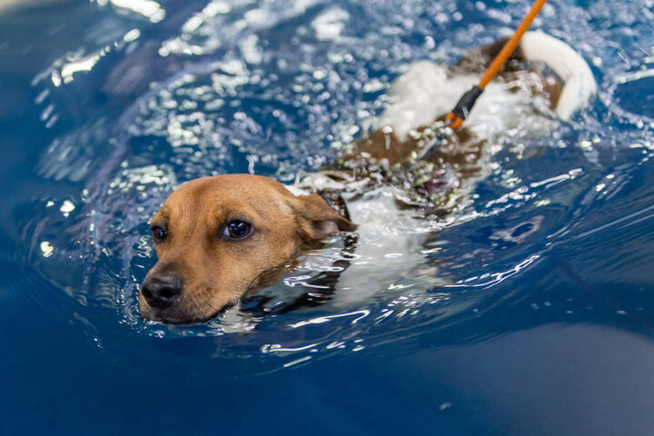 Eine Runde mit Bello in den Pool? Das geht am Samstag im Senner Waldbad.