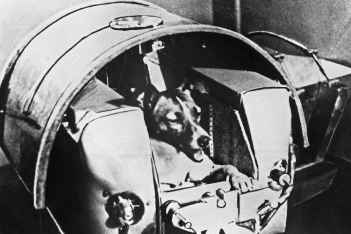Hündin Laika war das erste Lebewesen im All.