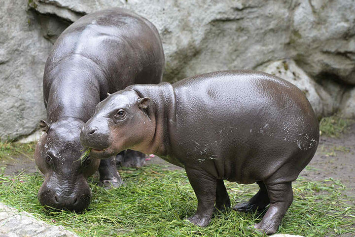 So süß! Am Samstag besuchen die Nilpferdfreunde die Zwergflusspferd-Familie im Tierpark Chemnitz.