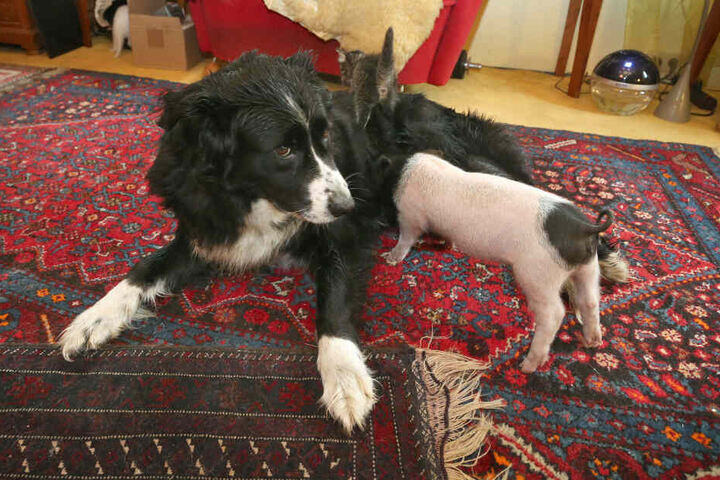 Hündin Molly säugt das knapp sechs Wochen alte Ferkel Rosa.