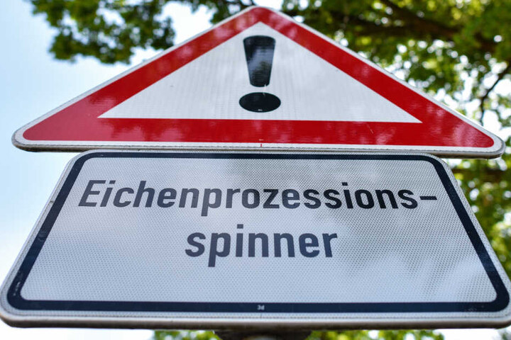 Ein Warnschild mit der Aufschrift "Eichenprozessionsspinner" steht im Juni 2017 am Anfang einer Eichenallee.