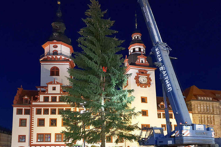 Keine Krücke: Die Weihnachtsfichte nach dem Aufrichten auf dem Chemnitzer Markt.