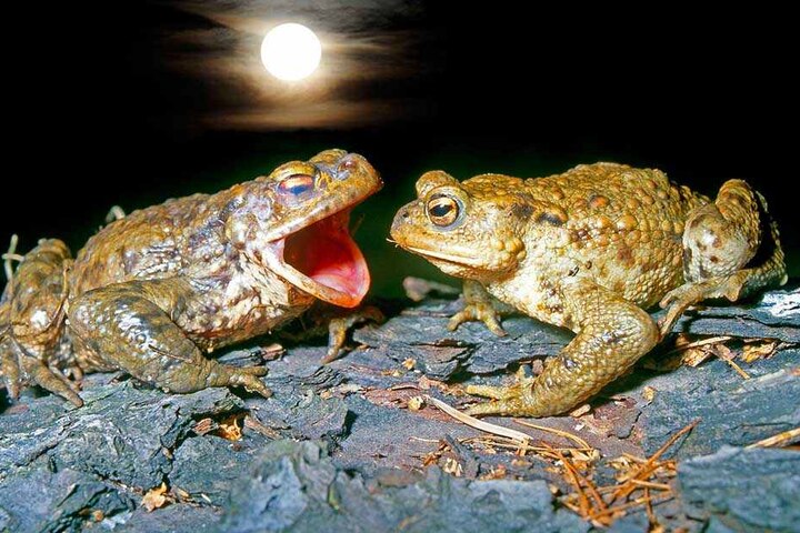 Und nur der Mond hörte zu, als der Erdkrötenmann seiner Angebeteten ein Ständchen sang.
