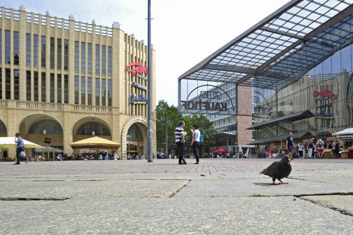 Ganz allein: Am Dienstagmittag fand sich eine einzige Stadttaube auf dem Neumarkt. Füttern sollte man die Tiere aber nicht, sie werden dadurch unselbstständig.