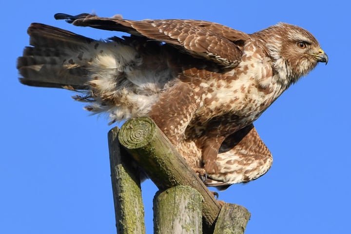 Die Raubvögel sind sonst eher selten in Polizeiautos anzutreffen.