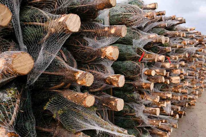 Schon für den Verkauf verpackt: Weihnachtsbäume liegen gestapelt auf Paletten.
