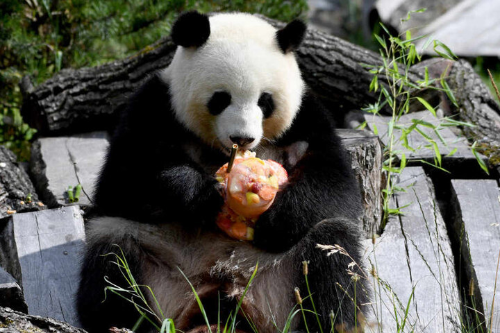 Meng Meng lässt sich die Leckerei schmecken.