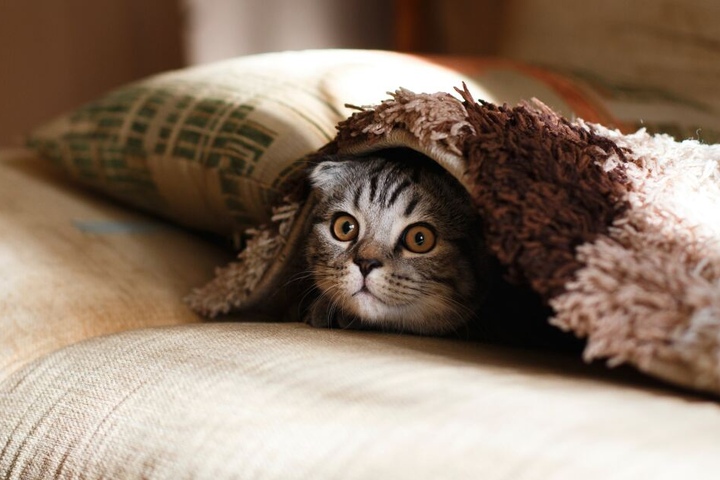 Katzen können Farben sehen. Aber anderes als ein Mensch...