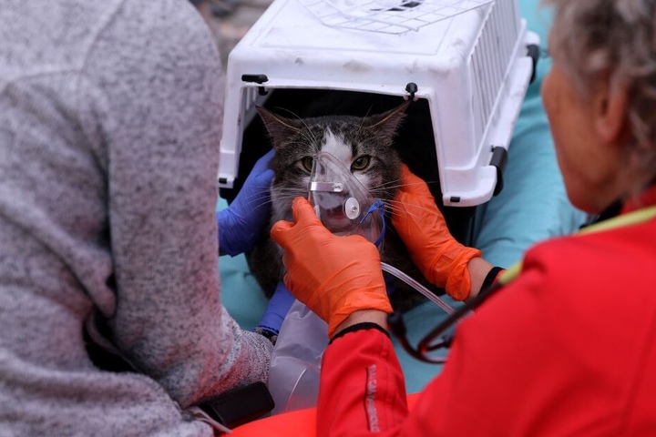 Ein Kater wurde mit Sauerstoff versorgt.