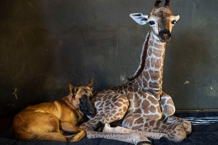 Giraffe Jazz hatte sich mit Hund Hunter angefreundet. Der Vierbeiner bleibt nun trauernd zurück.