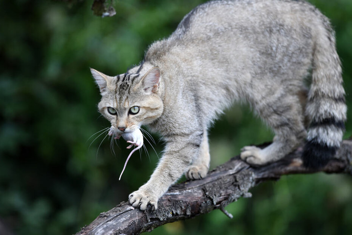 Eigentlich leben in dem Dorf Wildkatzen, zeigen sich dort den Besuchern.
