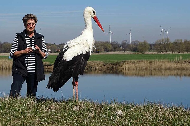 Sie fand Storch "Luther": Horstbetreuerin Frau Schandert mit ihrem gefiederten Schützling.