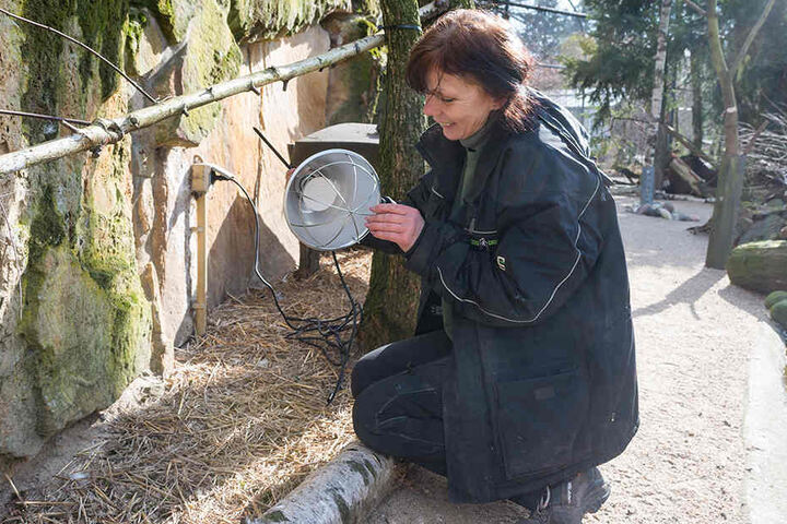 Für die Tundra-Vögel werden im Zoo Wärmelampen installiert.