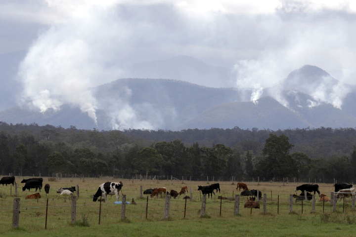Wegen der verheerenden Buschfeuer in Australien sind nach jüngsten Expertenschätzungen mindestens eine Milliarde Tiere ums Leben gekommen.