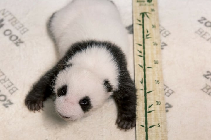Eines der beiden Panda-Jungtiere wird vermessen.