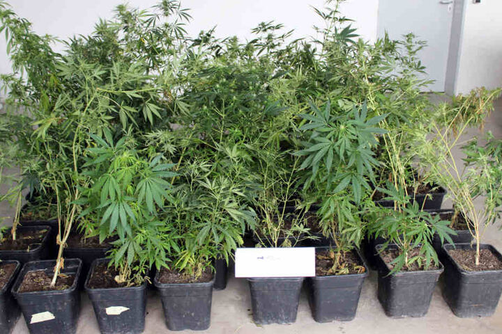 Die Polizei stellte auf dem Dachboden zahlreiche Pflanzen Cannabis sicher.