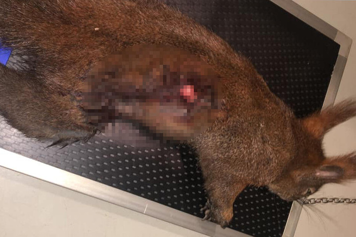 Die Kugel traf das Eichhörnchen am Rücken.