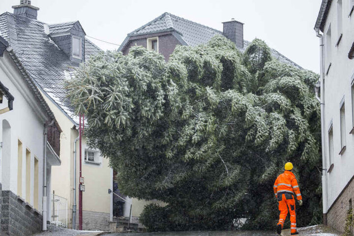 Der Baum musste durch die engen Gassen transportiert werden.