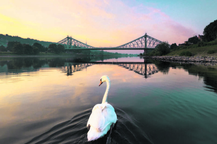 Tolle Aufnahme: ein Schwan auf der Elbe vorm Blauen Wunder.
