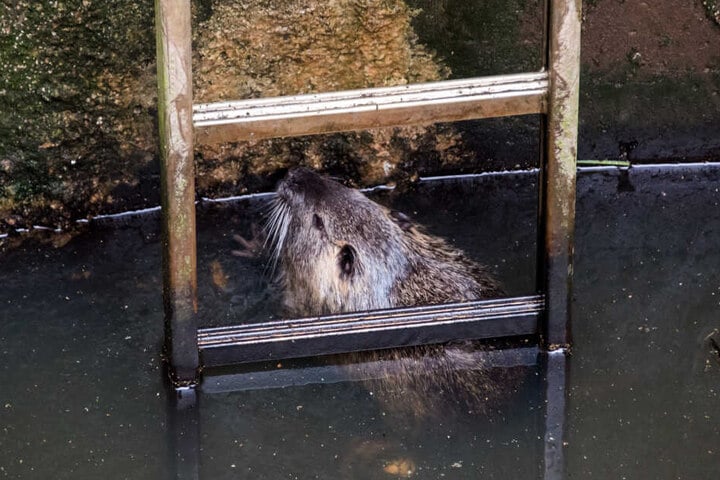 Eine Nutria schwimmt im Stadtteil Ochsenwerder in einer Schleuse. Das Tier war am Freitagvormittag im Mai 2019 in einer Schleuse der Elbe entdeckt worden und mit Hilfe der Feuerwehr befreit worden.