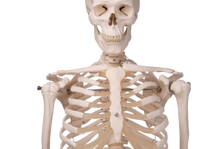 In der eigenen Praxis des medizinischen Fachangestellten soll später mal ein Skelett namens "Günther" stehen (Symbolbild).