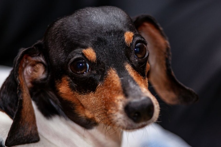 Wer kann diesem Hund schon widerstehen? Aber manipuliert uns Fiffi mit diesem Blick absichtlich?