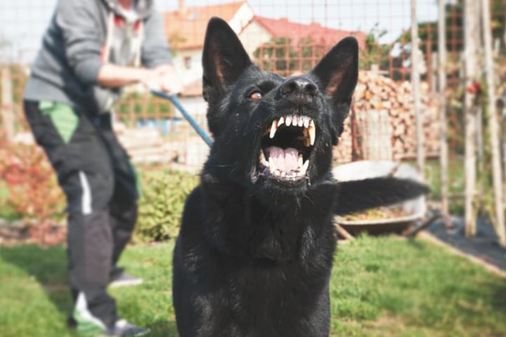 Der Vater gab an, dass sein Hund das Neugeborene lebensgefährlich verletzt habe. (Symbolbild)