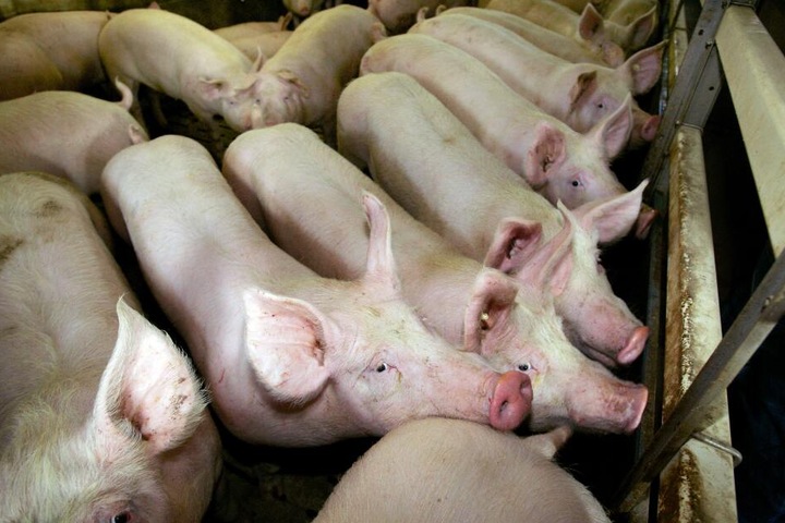 Rund 2000 Schweine starben den Flammentod. (Symbolbild)