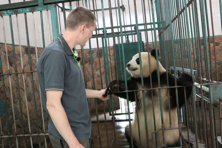 Der Berliner Tierpfleger Christian Toll streichtelt am das Panda-Weibchen "Meng Meng" in der Zuchtstation in Chengdu.
