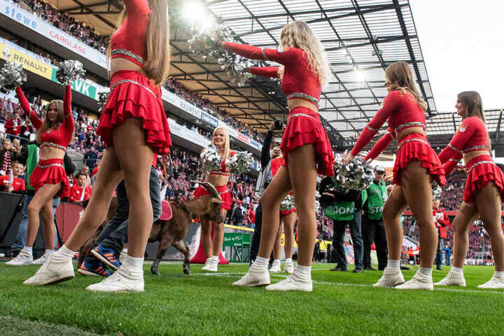 Cheerleader begrüßen Kölns Maskottchen Geißbock "Hennes".