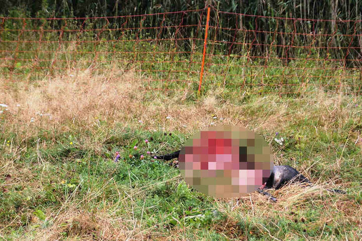Teilweise wurden die Tiere ausgeweidet.