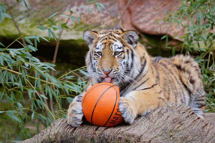 Noch ganz verspielt: Chemnitz' einziger Tiger Wolodja kam im Dezember 2017 aus Nürnberg.